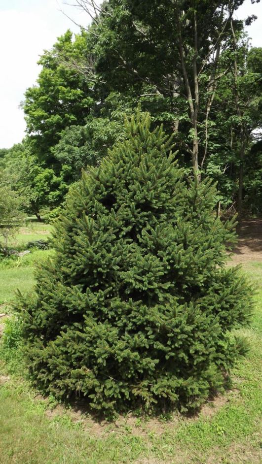 Picea abies 'Will's Zwerg' - Will's Zwerg Norway spruce