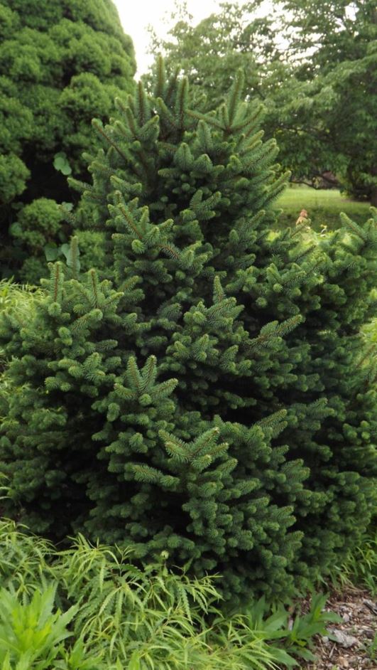 Picea abies 'Suncrest' - Suncrest Norway spruce