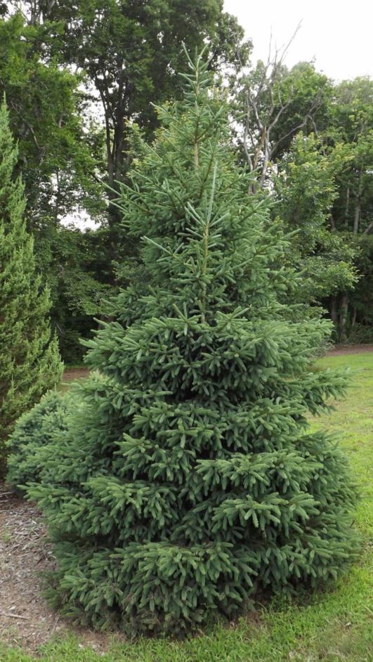 Picea glauca 'Brynwood' - Brynwood white spruce