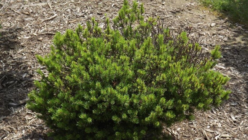 Pinus virginiana 'Marlton' - Marlton Virginia pine, Marlton scrub pine