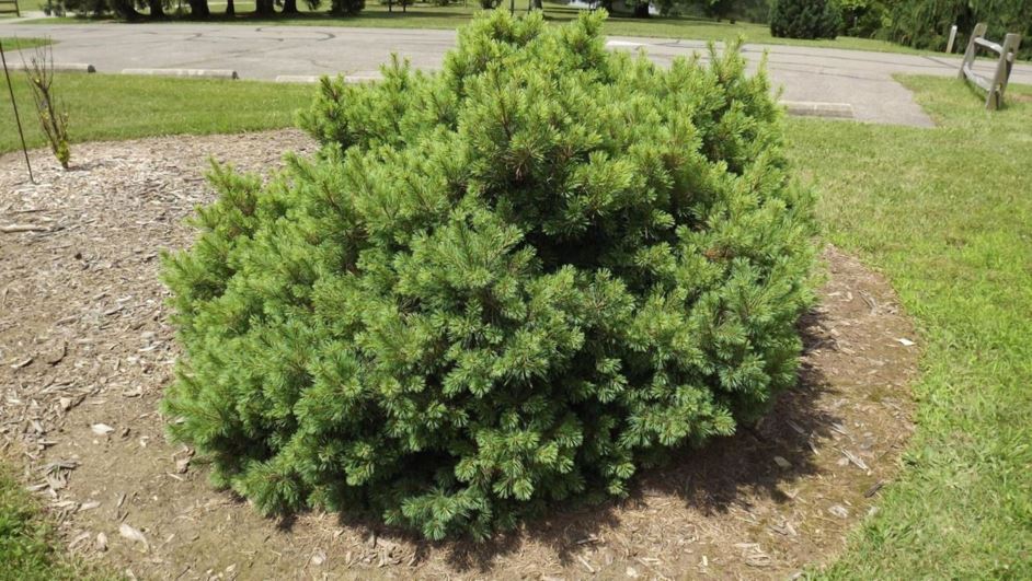 Pinus strobus 'Cockerton No. 1' - Cockerton No. 1 eastern white pine