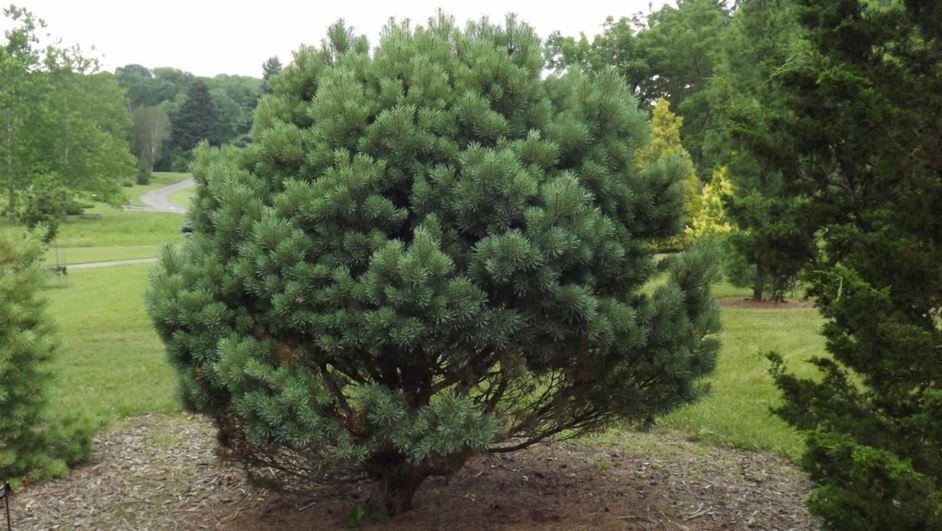 Pinus sylvestris 'Terra Cotta' - Terra Cotta Scots pine