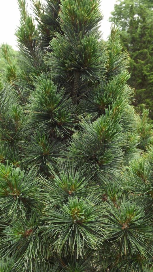 Pinus strobus 'Densa' - dense eastern white pine