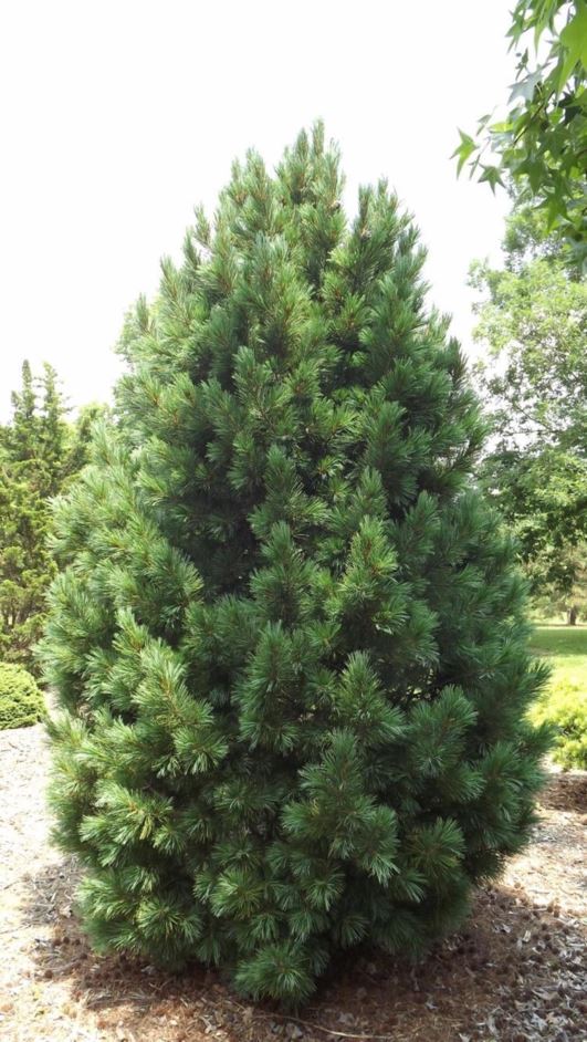 Pinus cembra 'Nana' - dwarf Swiss stone pine