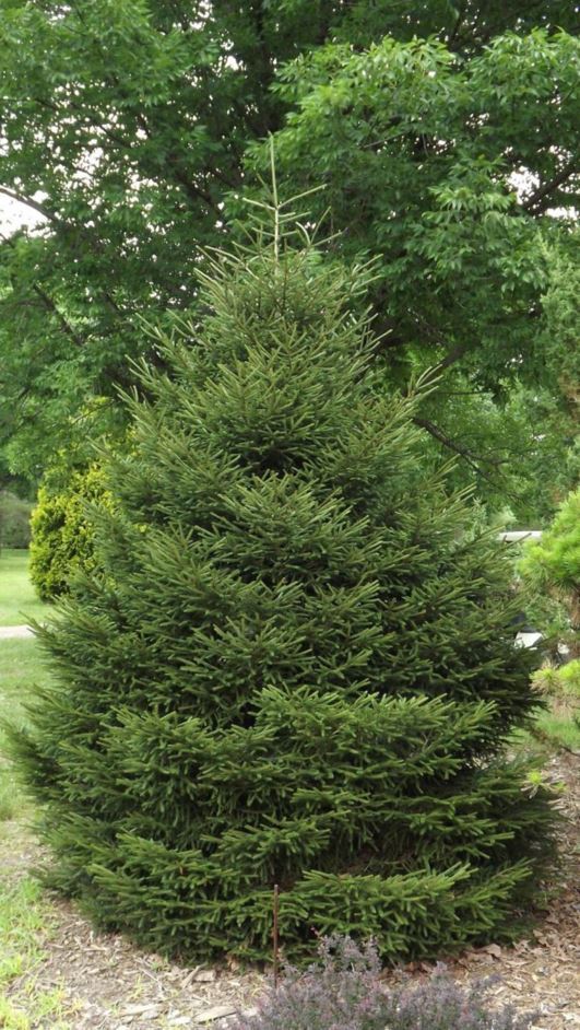Picea orientalis 'Connecticut Turnpike' - Connecticut Turnpike oriental spruce