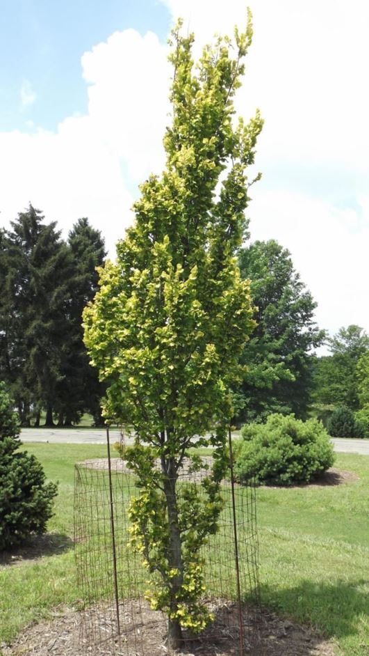 Ulmus × hollandica 'Wredei' - Wrede Dutch elm, golden Dampier elm