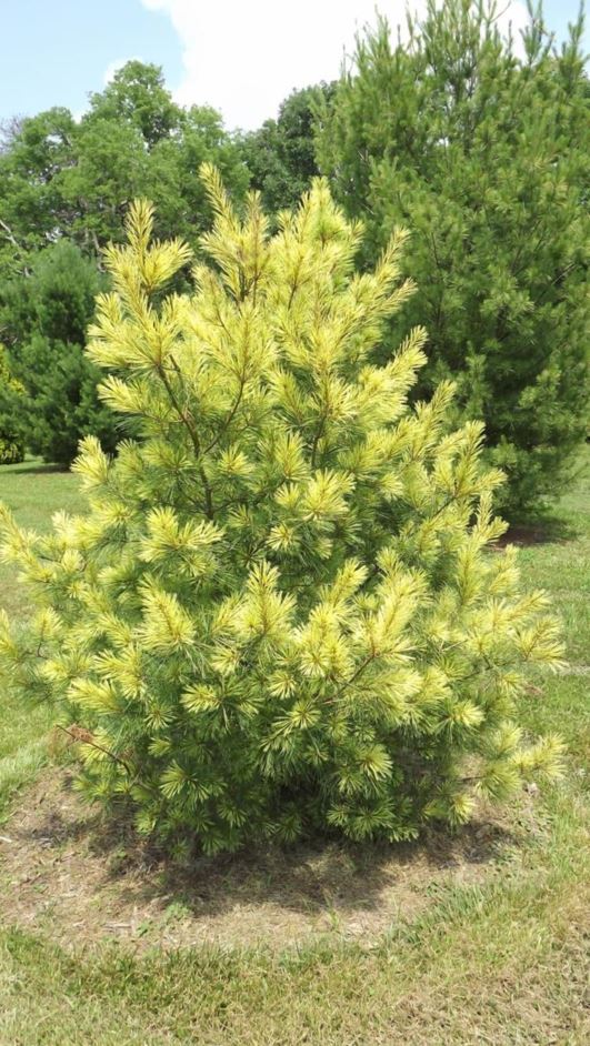 Pinus strobus 'Goldie' - Goldie eastern white pine
