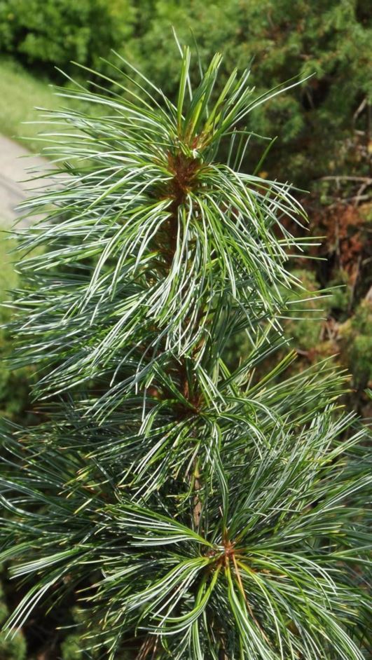 Pinus koraiensis 'Compacta Glauca' - Compacta Glauca Korean pine