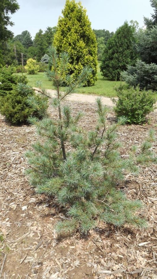 Pinus strobiformis 'Undulata' - Undulata southwestern white pine