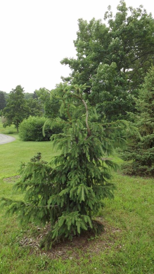Picea abies 'Abishenski Pendula' - Abishenski Pendula Norway spruce