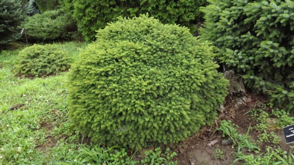 Picea abies 'Humphrey's Gem' - Humphrey's Gem Norway spruce