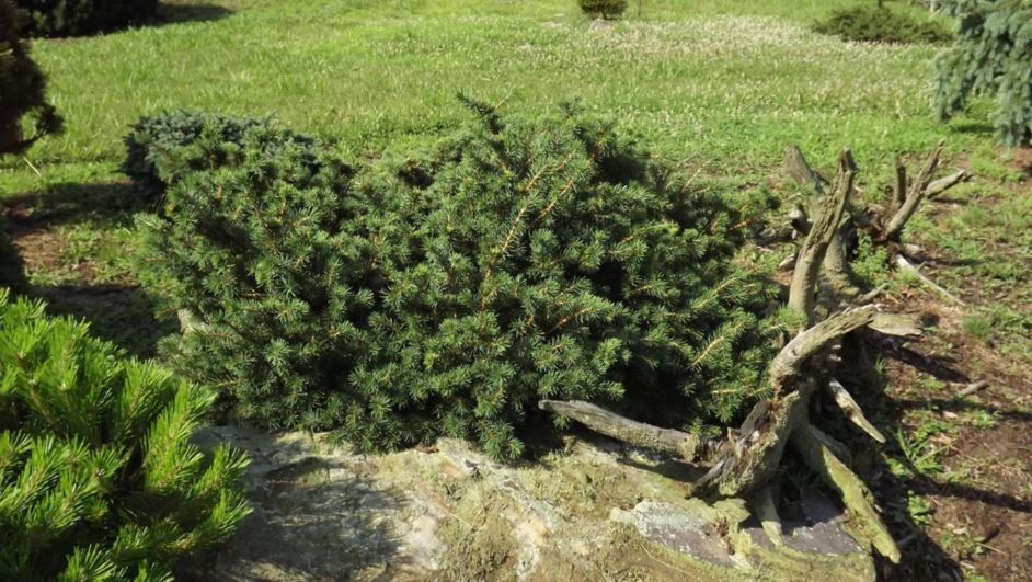 Picea abies 'Echiniformis' - hedgehog Norway spruce