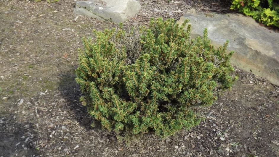 Picea abies 'Berry Gardens' - Berry Gardens Norway spruce