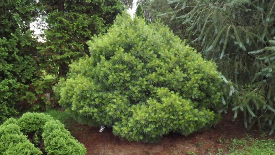 Pinus strobus 'Umbraculifera' - umbrella eastern white pine