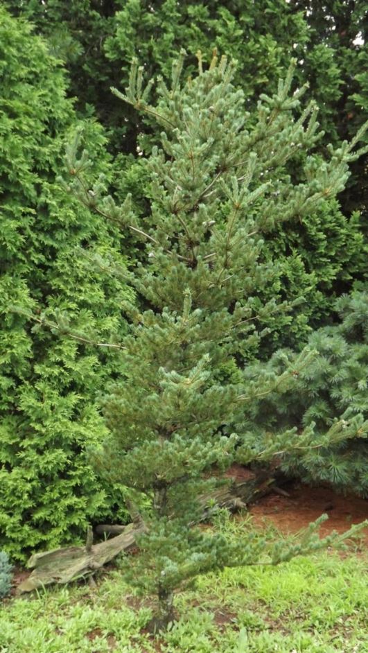Pinus parviflora 'Koko-no-e' - Koko-no-e Japanese white pine