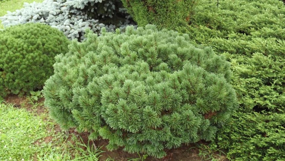 Pinus mugo 'Rock Garden' - Rock Garden mugo pine, Rock Garden Swiss mountain pine