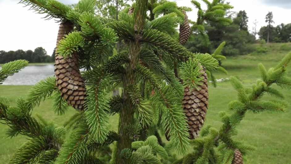 Picea abies f. viminalis - longbranch Norway spruce