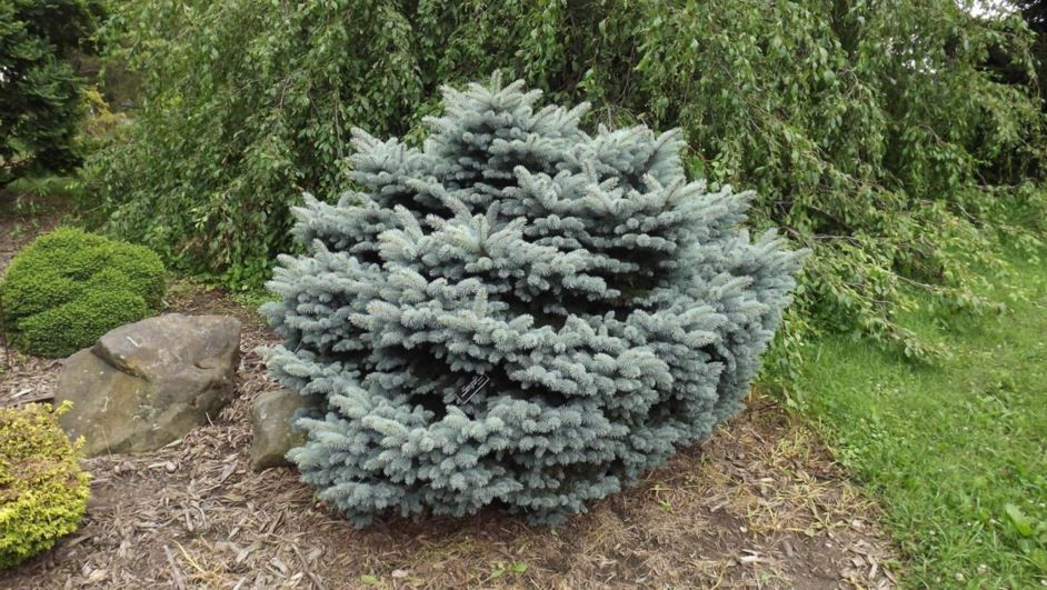 Picea pungens 'Hunnewelliana' - Hunnewell Colorado spruce