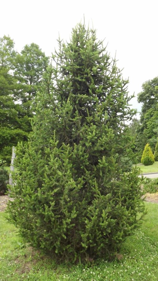 Picea abies 'Pyramidata' - pyramidal Norway spruce