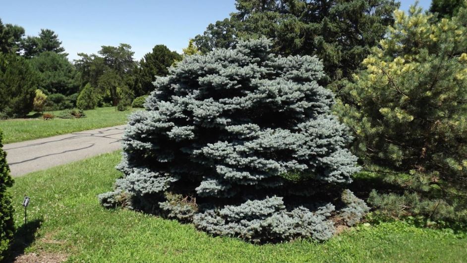 Picea pungens 'Globosa' - globe Colorado blue spruce