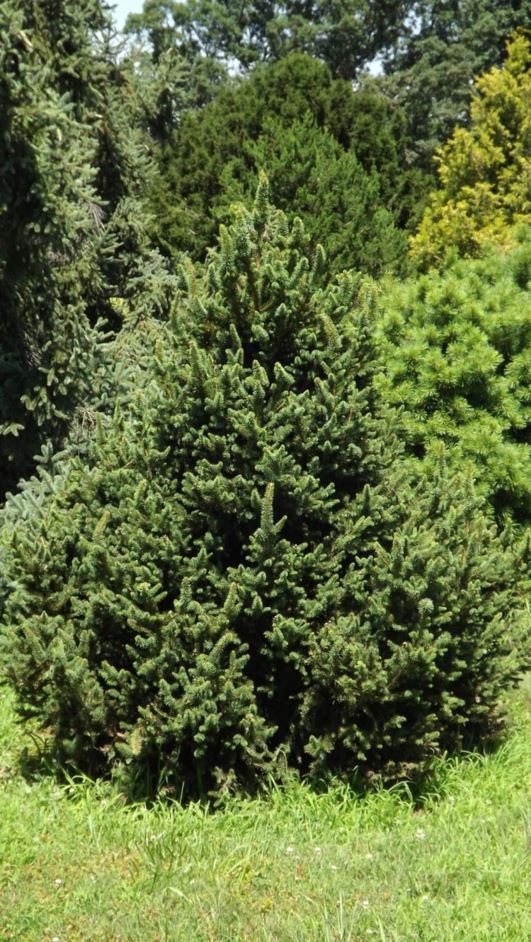 Picea glauca 'Cy's Wonder' - Cy's Wonder white spruce
