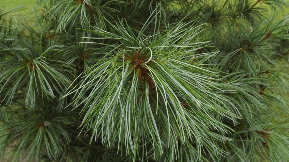 Pinus koraiensis - Korean pine