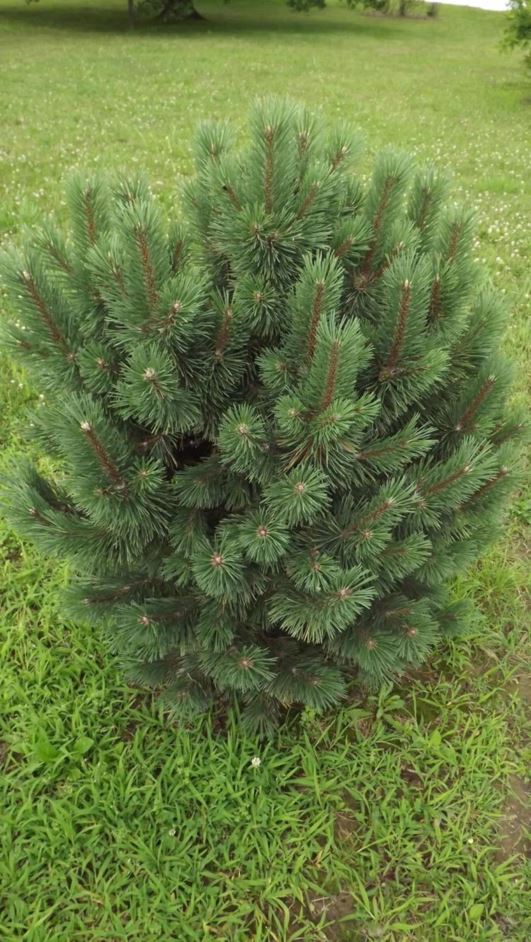 Pinus uncinata 'Gallica' - Gallica mountain pine, Gallica giant mugo pine