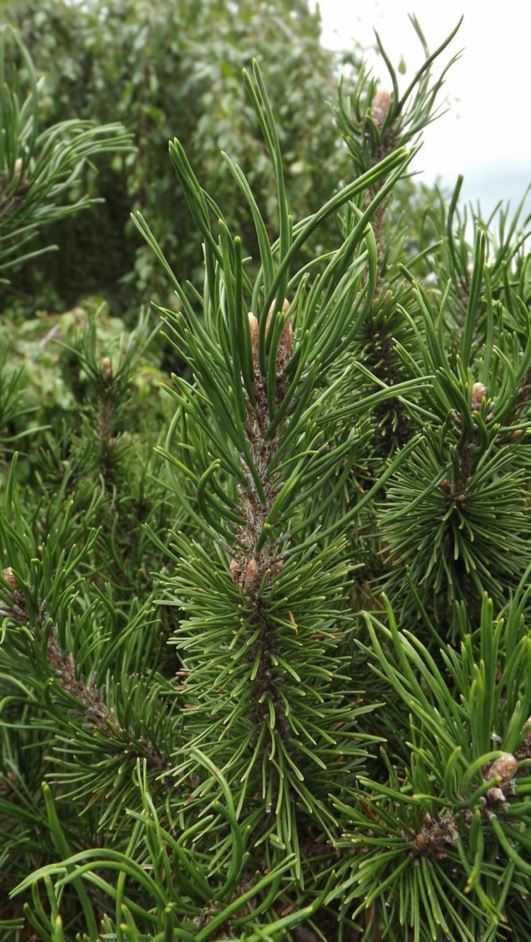 Pinus mugo 'Paul's Dwarf' - Paul's Dwarf mugo pine, Paul's Dwarf Swiss mountain pine