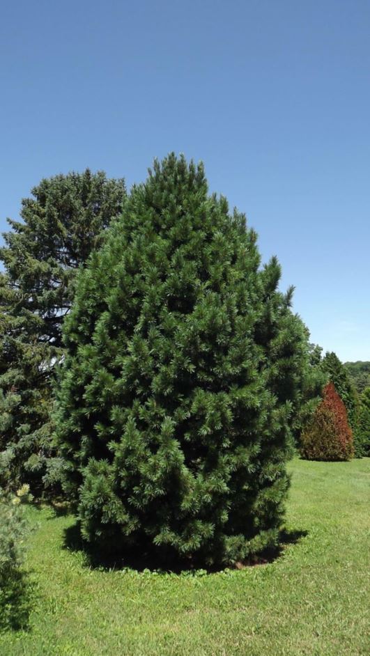 Pinus cembra - Swiss stone pine