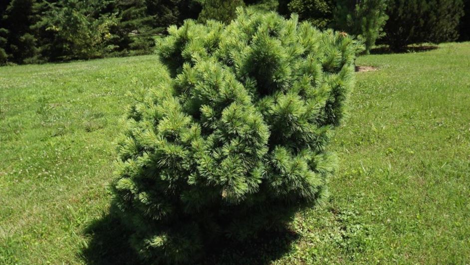 Pinus strobus 'Connecticut Slate' - Connecticut Slate eastern white pine