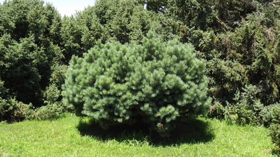 Pinus sylvestris 'Wright Broom' - Wright Broom Scots pine