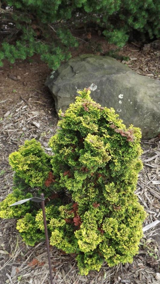 Chamaecyparis obtusa 'Verdon' - Verdon hinoki false cypress