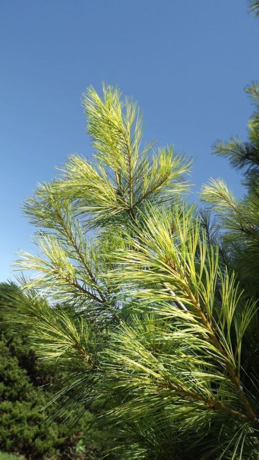 Pinus strobus 'Golden Candles' - Golden Candles eastern white pine