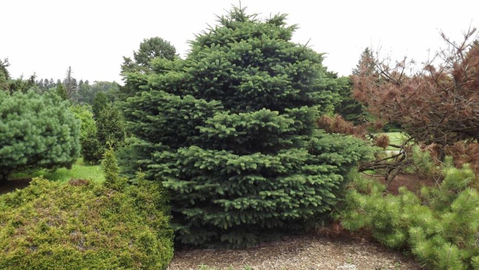Picea abies 'Millbrook No. 1' - Millbrook No. 1 Norway spruce