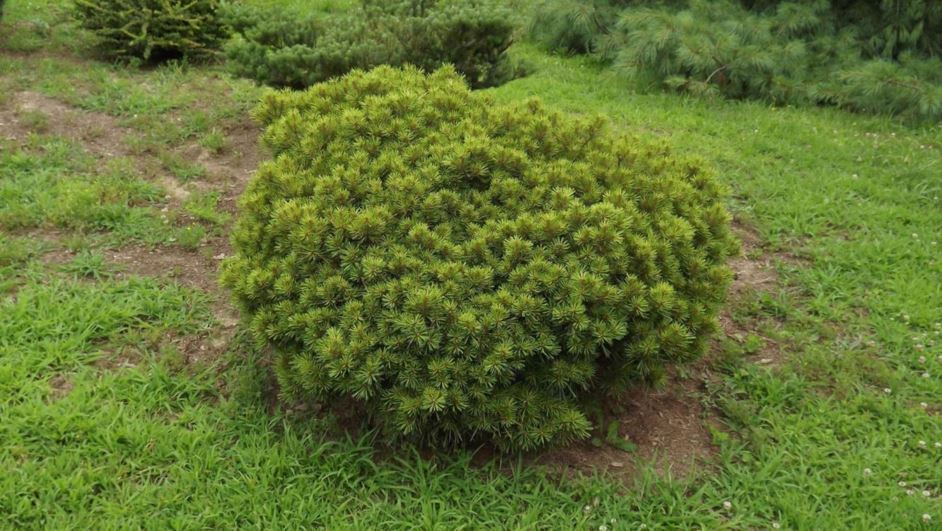 Pinus strobus 'Cesarini' - Cesarini white pine