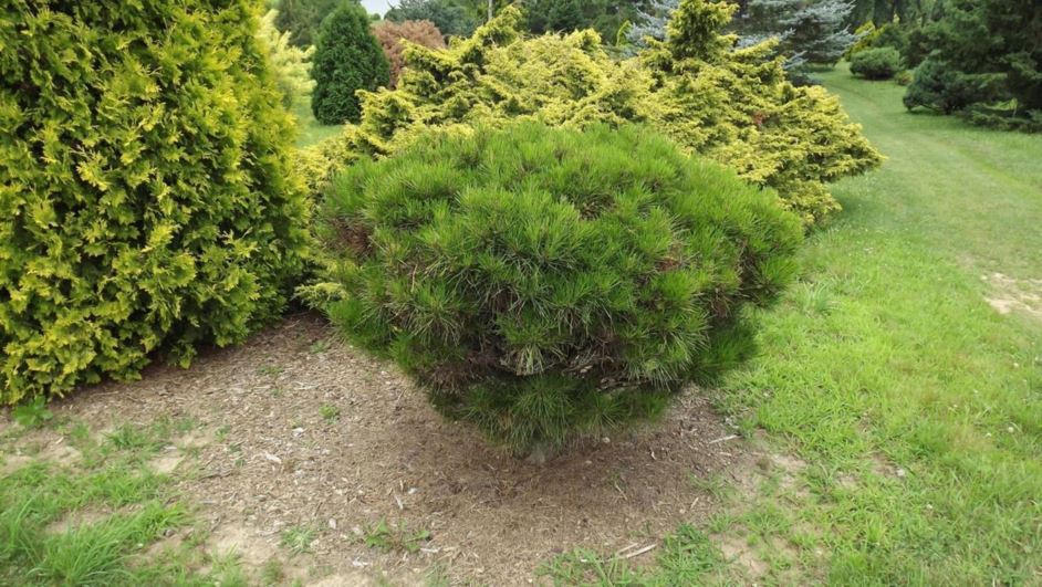 Pinus densiflora 'Jim Cross' - Jim Cross Japanese red pine