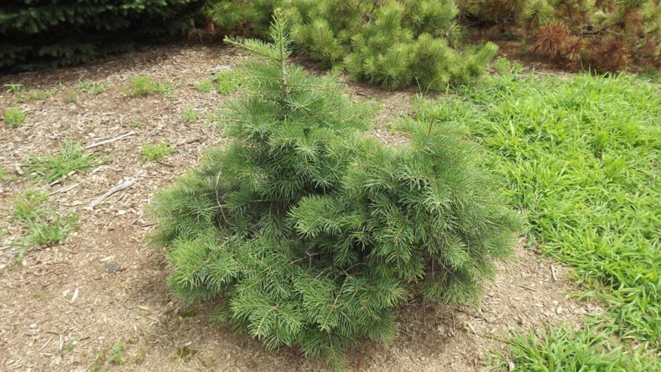 Abies concolor 'Wingle's Weeping Dwarf' - Wingle's Weeping Dwarf white fir