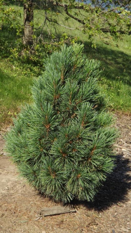Pinus cembra 'Short Stuff' - Short Stuff Swiss stone pine