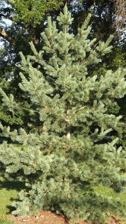Pinus flexilis 'Cesarini Blue' - Cesarini Blue limber pine