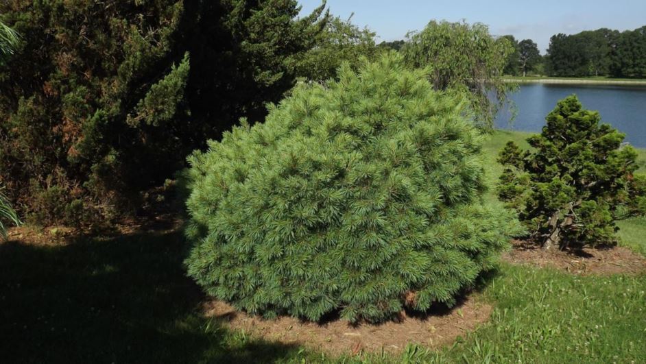 Pinus strobus 'Paul Waxman' - Paul Waxman eastern white pine
