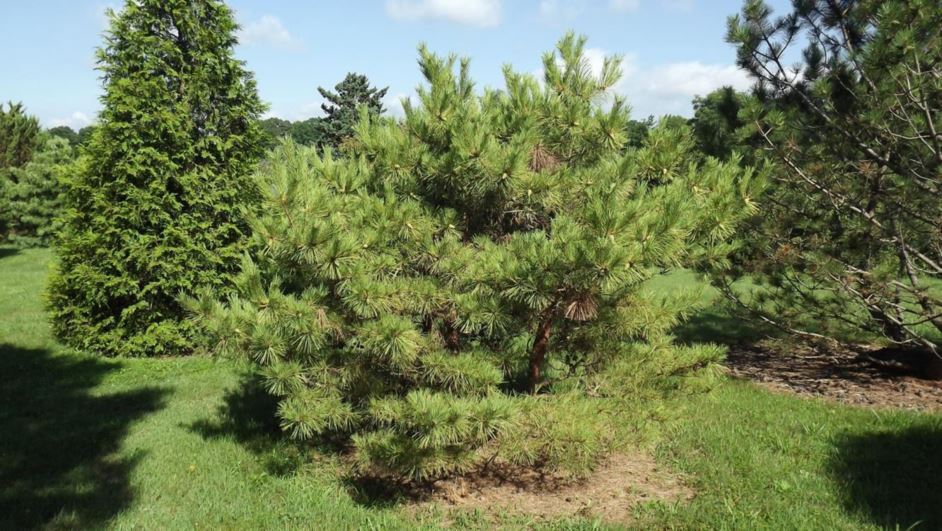 Pinus densiflora 'Aurea' - golden Japanese red pine