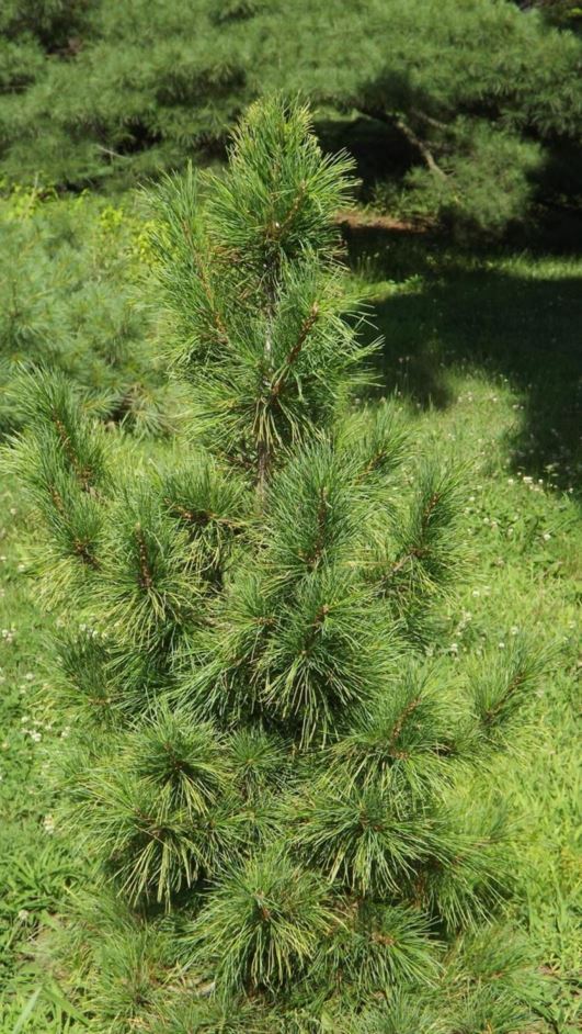 Pinus peuce 'Wintergold' - Wintergold Macedonian pine, Wintergold Balkan pine