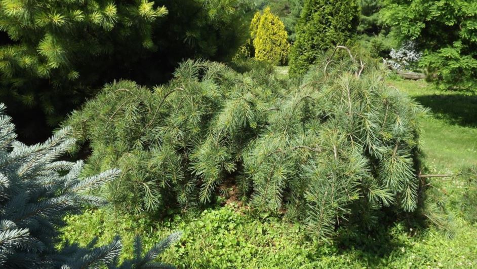 Pinus strobus 'Wüstemeyer' - Wüstemeyer white pine