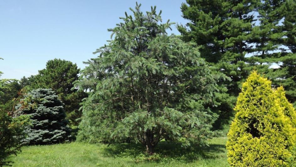 Pinus peuce 'Jeddeloh' - Jeddeloh Macedonian pine, Jeddeloh Balkan pine