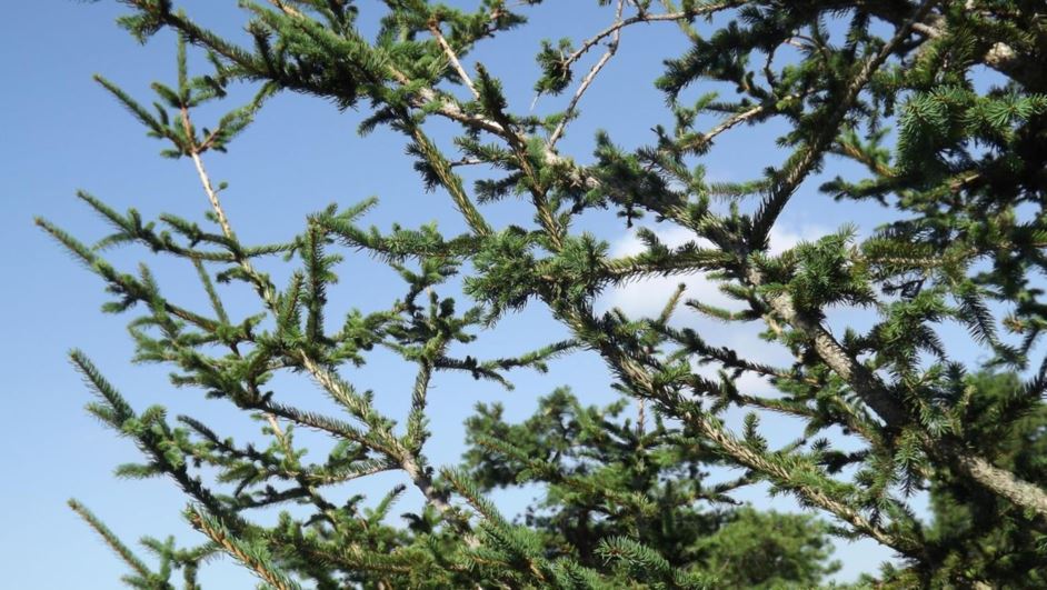 Picea abies 'Kirkpatrick' - Kirkpatrick Norway spruce