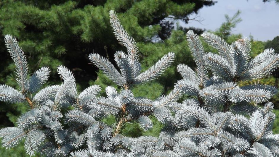 Picea pungens 'Schwartz' - Schwartz Colorado blue spruce