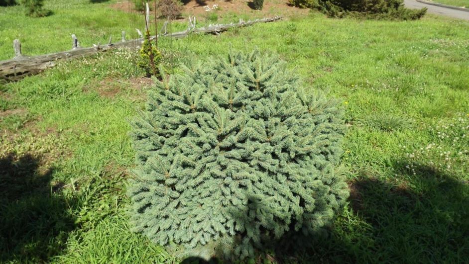 Picea asperata (dwarf form) - dragon spruce (dwarf form)