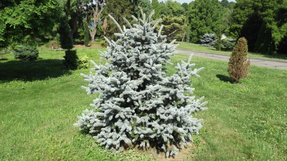 Picea pungens 'Royali' - Royali Colorado blue spruce