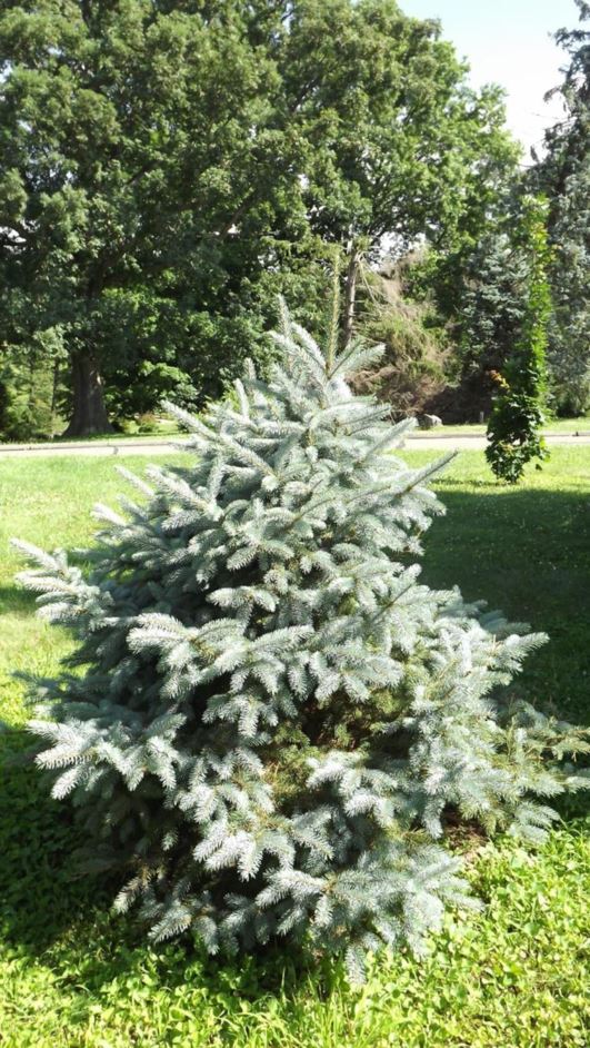 Picea pungens 'Idaho Select' - Idaho Select Colorado blue spruce