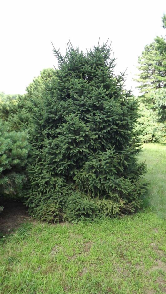 Picea abies 'Compacta Asselyn' - Compacta Asselyn Norway spruce